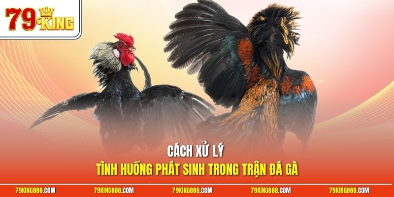 cach-xu-ly-tinh-huong-phat-sinh-trong-tran-da-ga Cách xử lý tình huống phát sinh trong trận đá gà