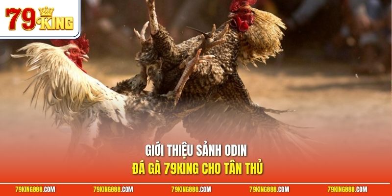 Giới thiệu sảnh Odin đá gà 79King cho tân thủ