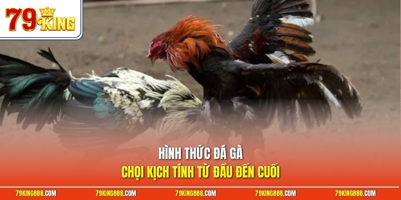 hinh-thuc-da-ga-choi-kich-tinh-tu-dau-den-cuoi Hình thức đá gà chọi kịch tính từ đầu đến cuối
